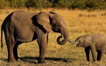 دهسته أنثى الفيل.. هكذا انتهت حياة مليونير أميركي