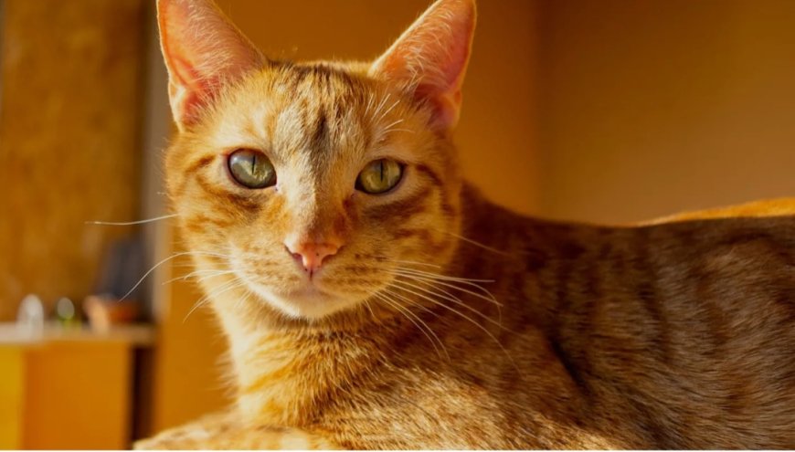 القطط تحت القصف: كيف تؤثر أصوات الصواريخ على حواسها وكيف نحميها؟