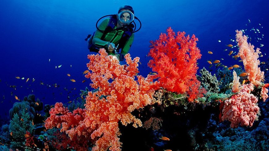 من أعماق البحر الأحمر إلى سحر الصعيد… رحلة في قلب مصر الخفي