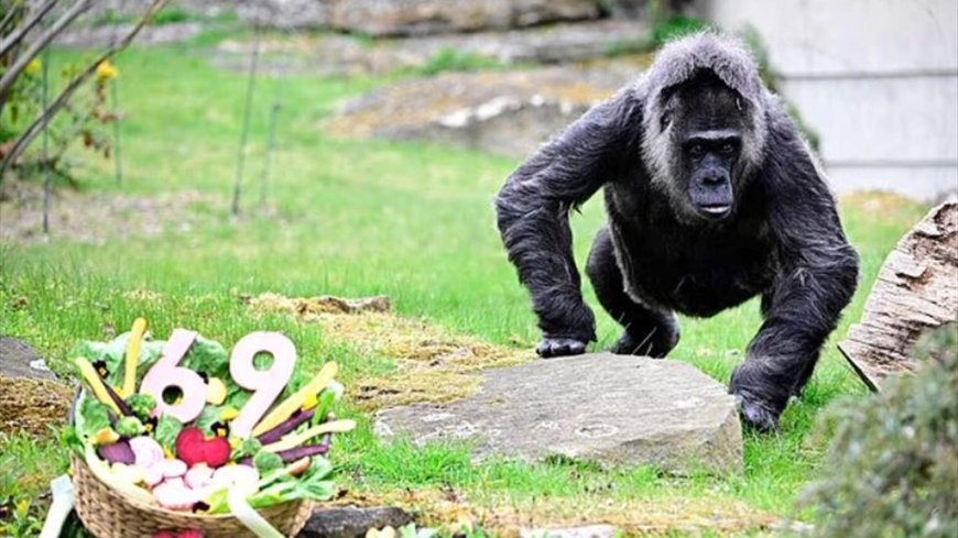 بالصور.. أقدم غوريلا بالعالم تحتفل بعيد ميلادها