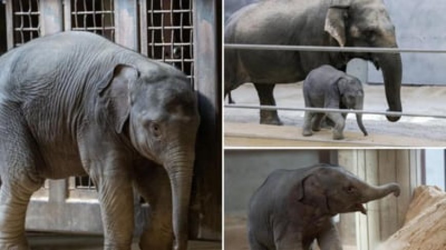 أنثى فيل تثير الجدل!