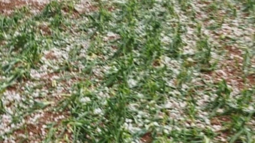 حبات البرد تسبب كارثة للمزارعين.. وتحذير