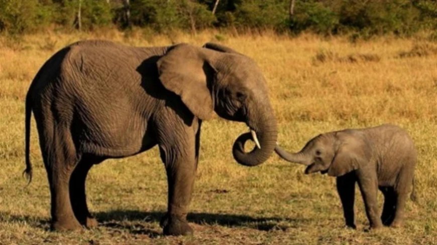 دهسته أنثى الفيل.. هكذا انتهت حياة مليونير أميركي