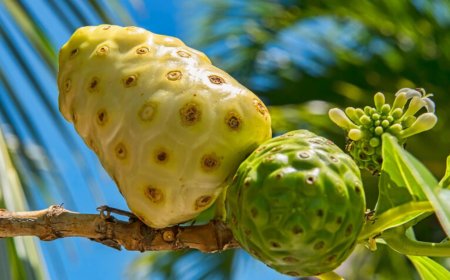 لمحاربة سرطان المعدة.. الحل بهذه الفاكهة